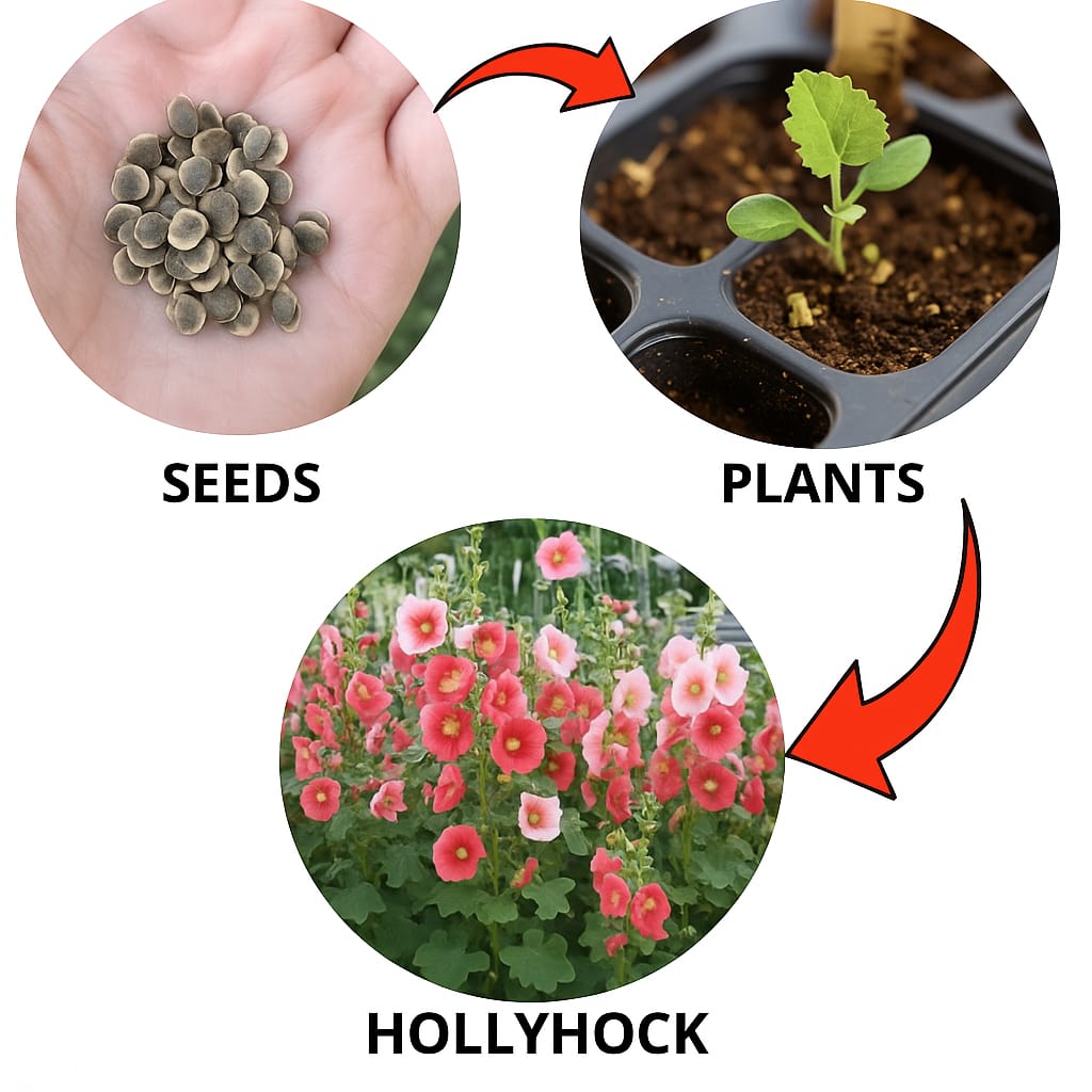 Hollyhock Mix Wall Climbing Flower Seed .(Pack of 100 seed)